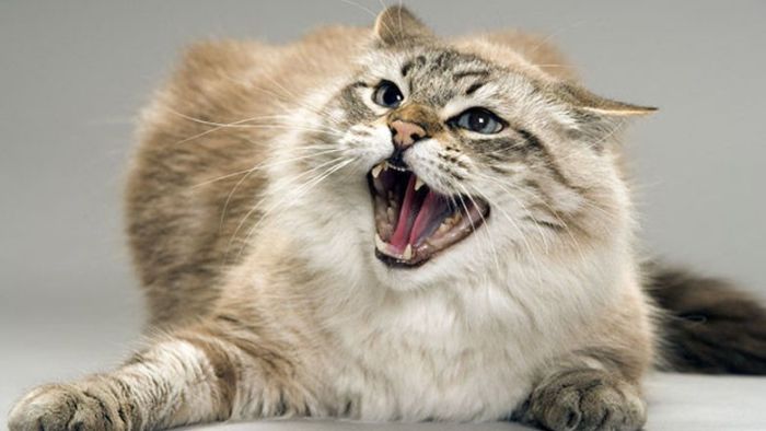 Бешеная кошка покусала трех жителей Харьковской области