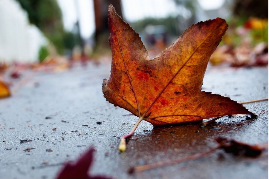 Осень по календарю: на Харьков идет резкое похолодание