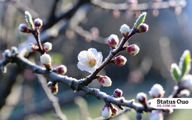 Квітучі абрикоси під загрозою — синоптики попереджають про заморозки