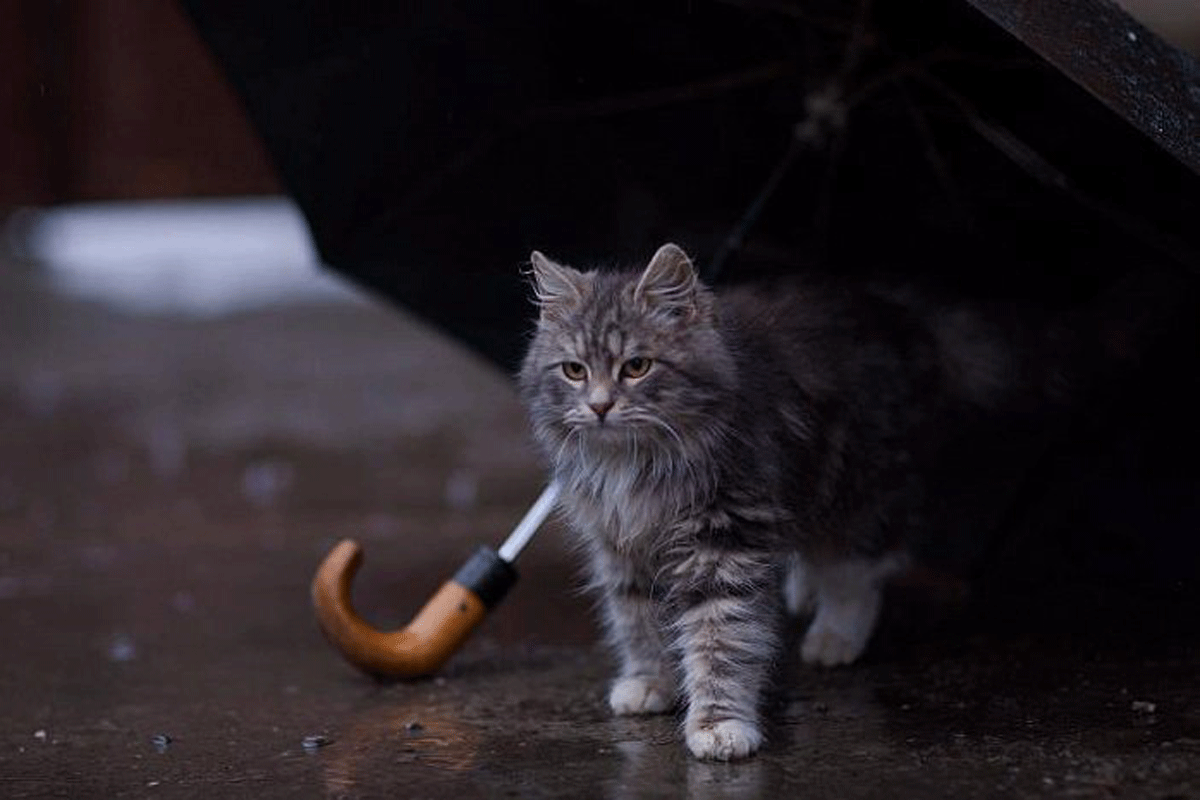 Харьков зальет дождями