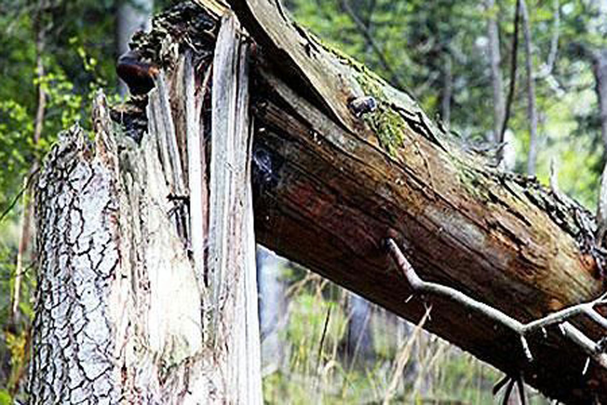 Вырубка дубов в Харьковской области: мастеру леса сообщено о подозрении